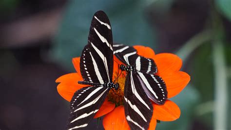 Black And White Butterflies On Orange Flower 5k Wallpaper