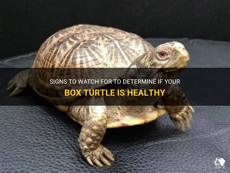 Signs To Watch For To Determine If Your Box Turtle Is Healthy Petshun