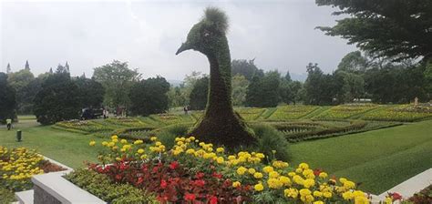 Taman Bunga Nusantara (Cianjur) - 2020 All You Need to Know Before You