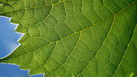 Green Leaf Close Up Wallpaper Photography Wallpapers 53760