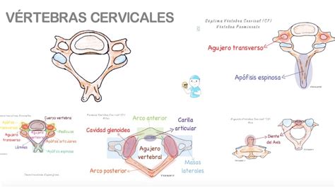 Vértebras Cervicales Youtube