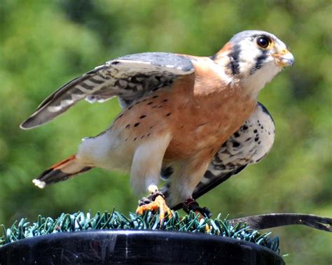Additionally, they have keen eyesight for detecting food at a distance or during flight, strong feet equipped with talons for grasping or killing prey, and powerful, curved beaks for tearing flesh. Toronto Grand Prix Tourist - A Toronto Blog: Birds of Prey ...
