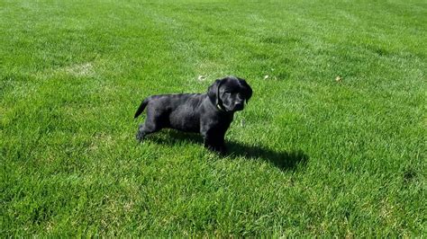 The american kennel club had almost three times as many labrador retriever registrations in 2006 (124,000) as the second most popular breed. Black English labrador Retriver puppies for Sale February ...