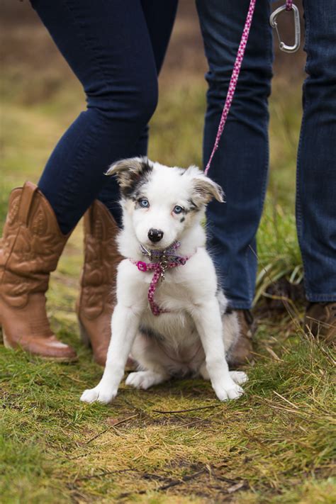 Puppy Love Opal The Border Collie Australian Shepherd Mix Daily Dog Tag