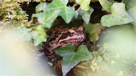 Smart man catching a lot of frog in deep hole using toilet plunger thank. Frog Catching A Fly Stock Footage Video 2351537 | Shutterstock