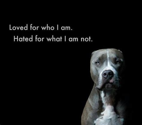 Pitbulls Pitbull Quotes Pitbulls Beautiful Dogs