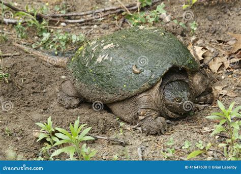 Female Snapping Turtle Stock Photo Image Of Herpetofauna 41647630