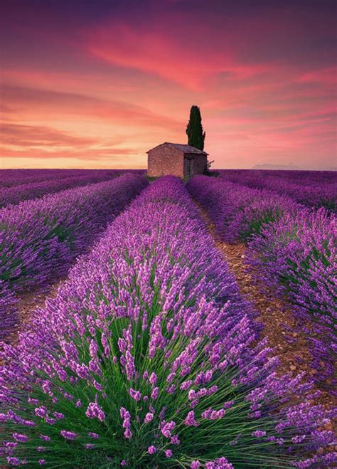 🇫🇷 Lavender Field Valensole France By Eric Rousset 🌸 Campos De
