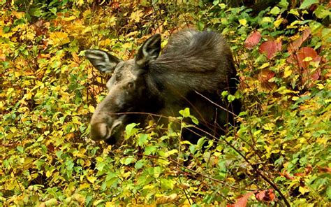 Find A Moose Did You Know That Moose Are The Largest Members Of The