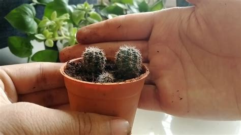 Cactus Pups Propagation With Decorations Youtube