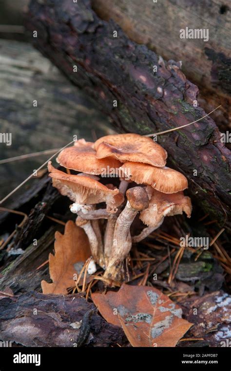 Harvest Of Edible Mushrooms Honey Agarics Known As Armillaria Mellea On