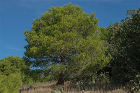 Pinus Halepensis Pino Carrasco Pino De Alepo