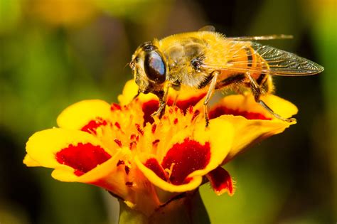 Dumbfounding Facts About Bumblebees Animal Sake