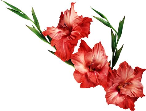 Hot orange gladiolus by joanne porter: Gladiolus PNG Clipart | PNG Mart