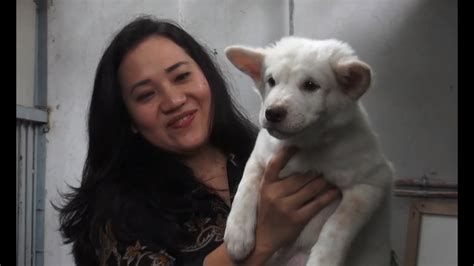 Anjing Kintamani Sang Penjaga Nan Setia Net Yogya Youtube