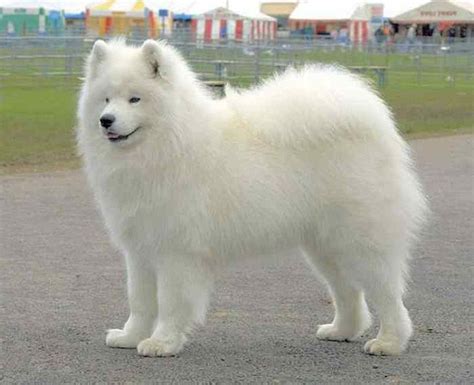 Fluffy Dog Breeds Cute And Funny Dog Dog Breeders Guide