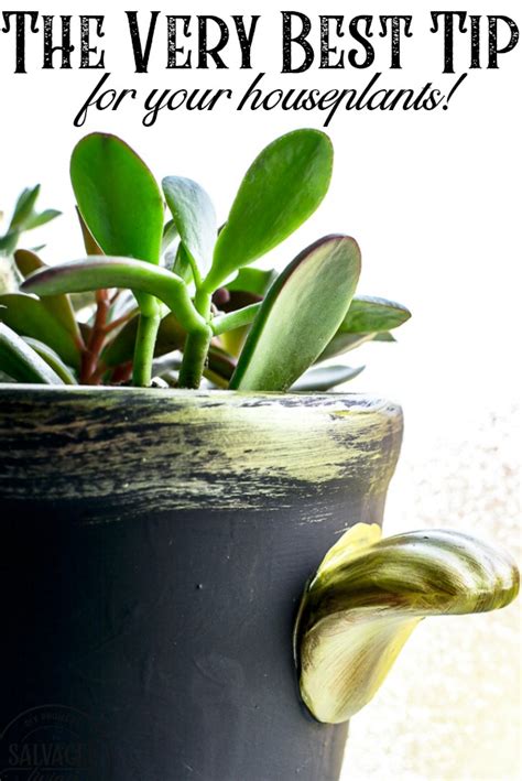 Indoor House Plant Care Tips Salvaged Living
