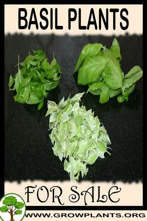 Check spelling or type a new query. Basil plants for sale - Grow plants