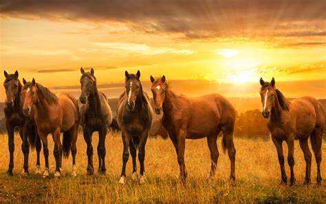 🔥 52 Horses At Sunset Wallpapers Wallpapersafari