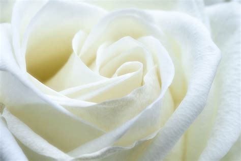 Free Images Blossom White Flower Petal Bloom Floral Love