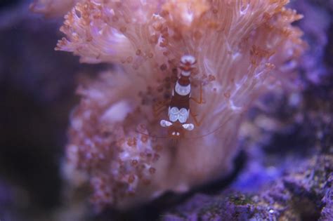 Thor Amboinensis Sexy Anemone Shrimp 1cm