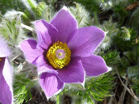 Images Of State Flowers Re Pasqueflowers Of South Dakotastate Of