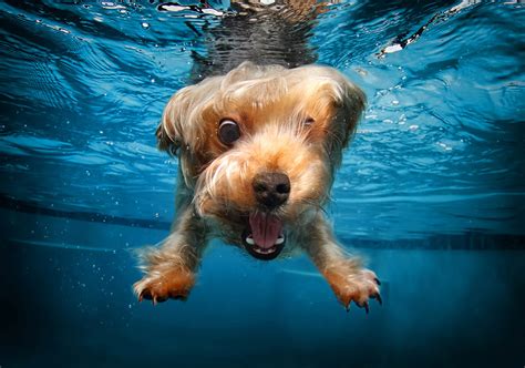 hilarious   dogs   fetch  ball underwater lol