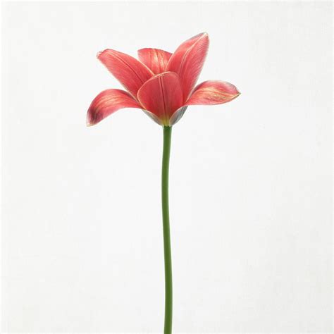 Long Stemmed Tulip Photograph By Lotte Grønkjær Fine Art America