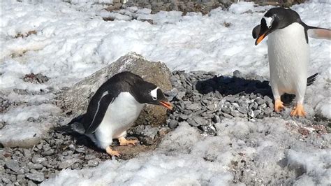 Gentoo Penguins Ezelspinguïns Brown Bluff Youtube