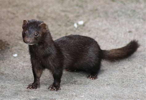 About 0% of these are stuffed & plush animal, 0% are other toys & hobbies. American Mink Animals | Amazing Facts & Latest Pictures | The Wildlife