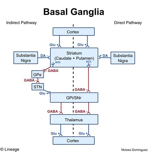 Basal Ganglia Circuit Diagram