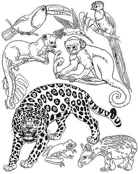 Drawing Wild Jungle Animals 21101 Animals Printable Coloring Pages