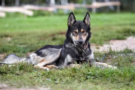 The Truth Behind German Shepherds Look Like Wolves