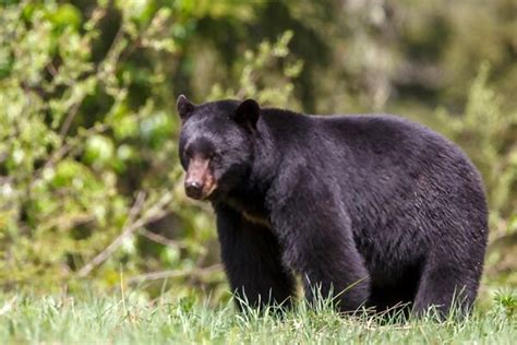 Camel milk tastes just like milk — because it is milk! What Does a Black Bear Smell Like? Do They Really Stink?