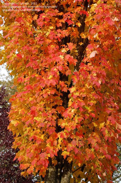Plantfiles Pictures Red Maple Scarlet Maple Bowhall