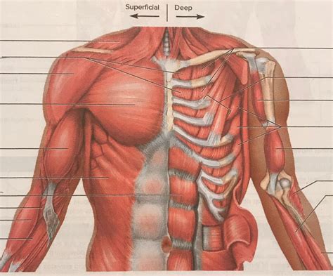 Lab Exercise Muscles Of The Chest Shoulder And Upper Limb Diagram