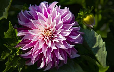 Zu ehren des schwedischen botanikers und linné schülers a. Dahlie Verone's DF Stellar Foto & Bild | deutschland ...