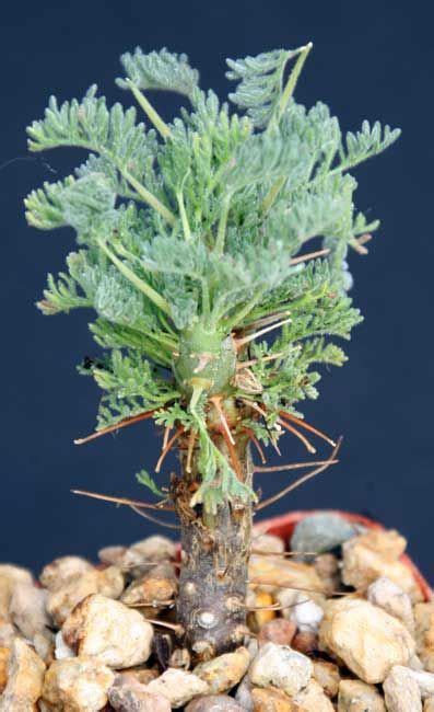 Cactus are very popular succulents for the home interior. Sarcocaulon herrei syn. Monsonia herrei • Bushman' Candles ...