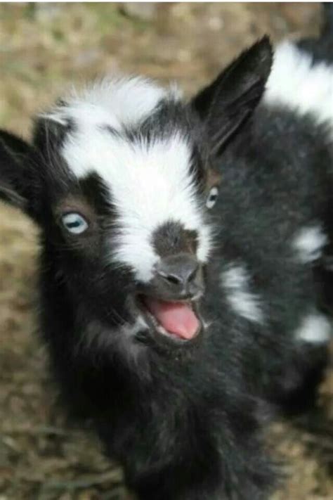 This Is The Cutest Thing Ive Ever Seenever Baby Goats Goats