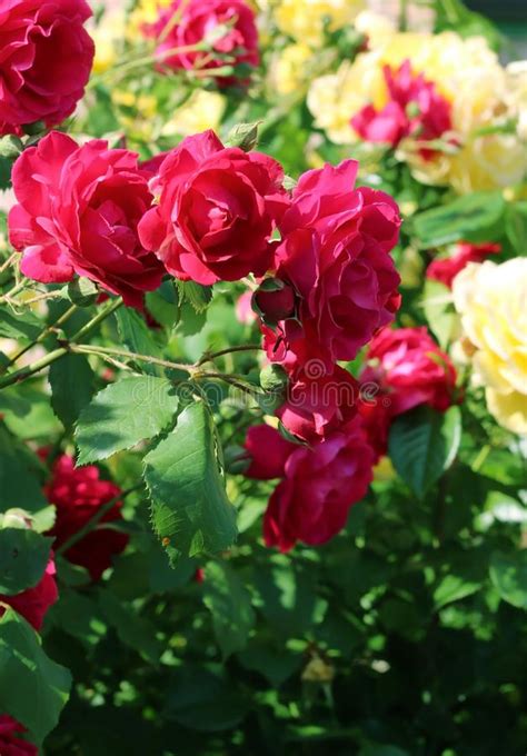 Close Up On A Large And Beautiful Branch With Red Rose Flowers That