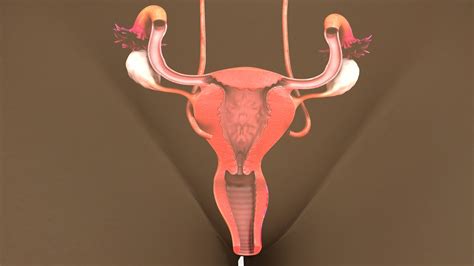 A Potential Screening Test For Ovarian Cancer Roswell Park