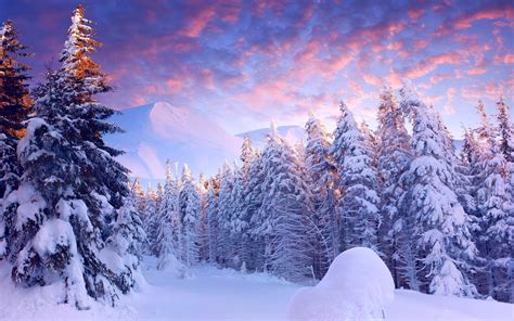 Snow Landscape Trees Wallpapers Hd Desktop And Mobile Backgrounds