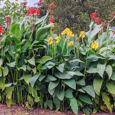 Are Canna Lilies Perennials Theyve Got Rhizomes After All Bunny