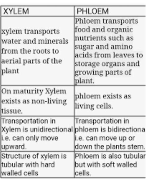 Why Are Xylem And Phloem Called Complex Tissue How Are They Different