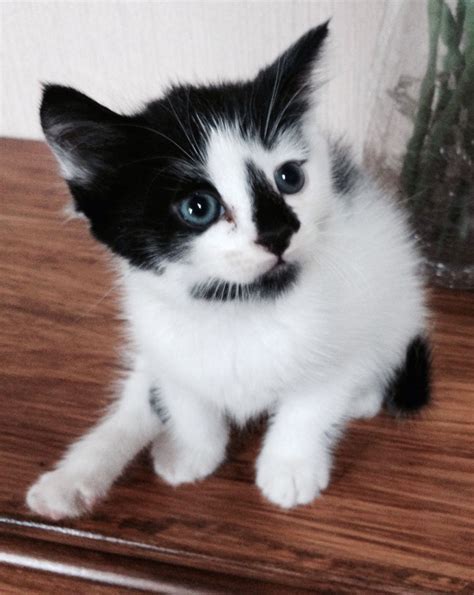 Cute Black And White Fluffy Male Kitten Blackburn