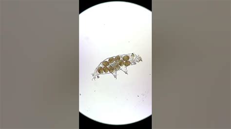 Tardigrades Hatching Under The Microscope Youtube