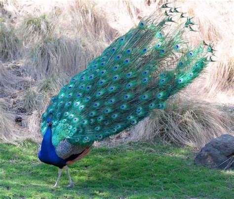 Peacock Pictures | HD Wallpapers Pics