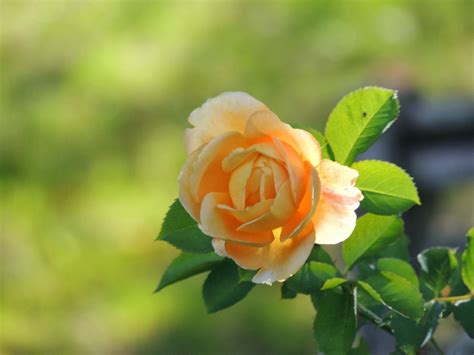 Some of the links we use are affiliate links, meaning if you click the links and make a purchase, we may receive a commission, which helps us keep the site. la plus belle fleur rose du monde