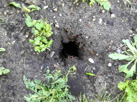 Einen rattenbau erkennen sie gut an dem ca. Seit gestern häufen sich die Löcher im Garten- was ist das ...