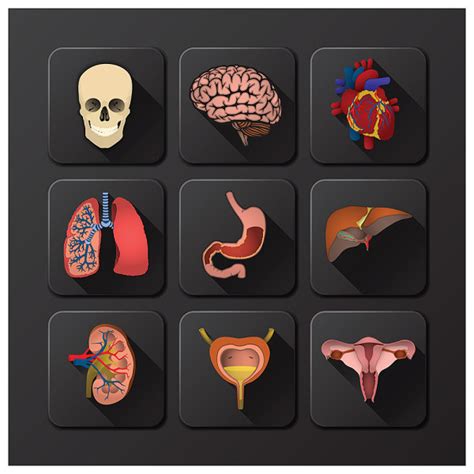 3d Icons Internal Organs Vector Free Download